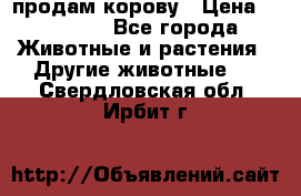 продам корову › Цена ­ 70 000 - Все города Животные и растения » Другие животные   . Свердловская обл.,Ирбит г.